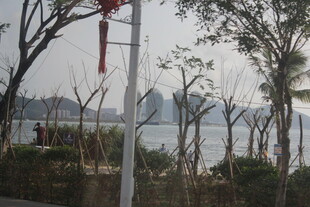 湖边树木景观