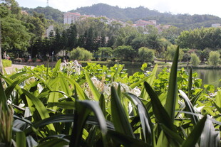 湖畔绿植景观 生机盎然