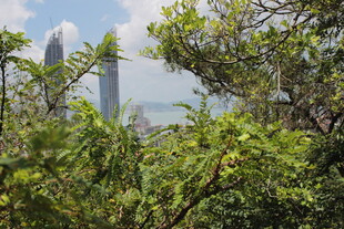 透过绿树望城市高楼