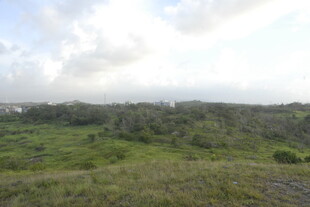 广袤绿野风景