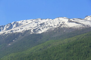 雪山下的翠绿山林