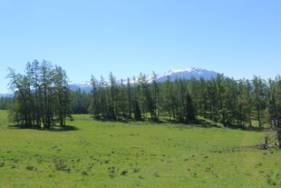草原绿树间的远山美景