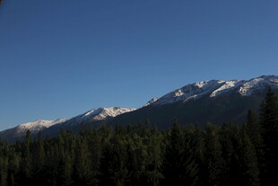 雪山下的森林景观