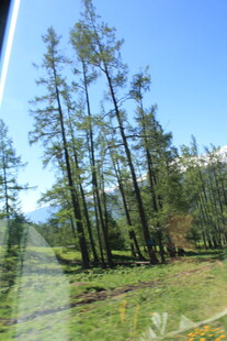 林间草地风景