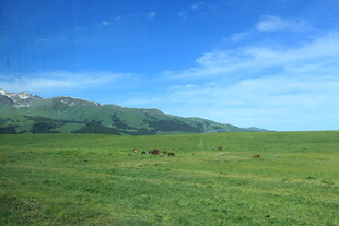 草原风光 远处山峦与牲畜