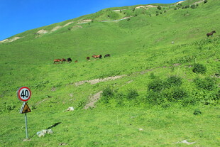 山坡草地间的骑行交通标识