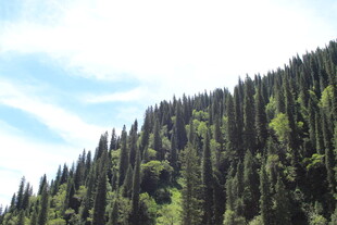 山林葱郁的自然美景