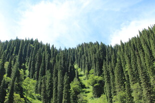 山林葱郁的自然美景