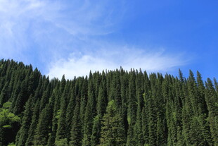 蓝天绿树的山林美景