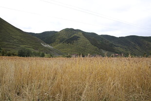 金黄田野与远处青山