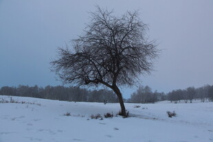 雪地孤树