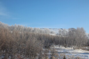 冬日雪覆树林美景