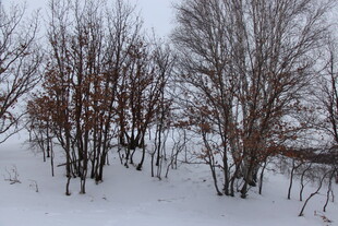 冬日雪覆树林景象