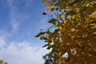 秋日树梢 蓝天黄叶相映