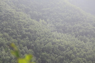 山林绿意浓