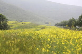 金黄花海伴远山绿树