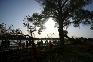 夕阳下大树旁的人群景象