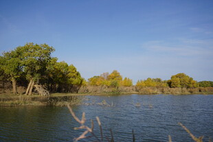 湖畔绿树成荫的自然美景
