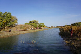 河畔风景 水中游动物