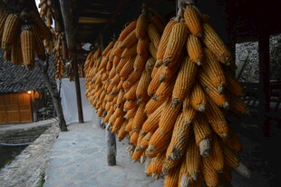 农家屋檐下的金黄玉米串