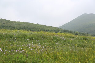 山间绿野繁花景色