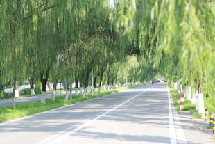 柳荫下的静谧公路