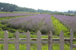 紫色薰衣草田园美景