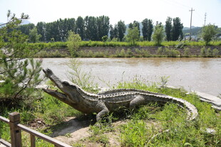 河边的仿真鳄鱼雕塑