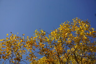 秋日蓝天黄叶树景