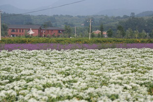 田园花海中的红顶建筑