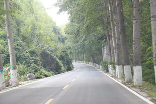 林间公路 绿意盎然的旅程