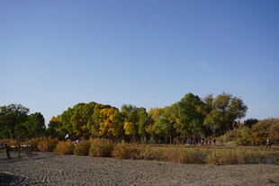 秋日旷野树木风景图