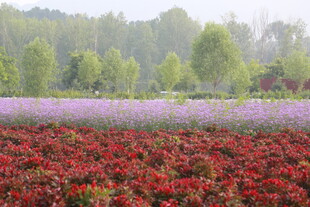 花海美景 红紫花卉绽放