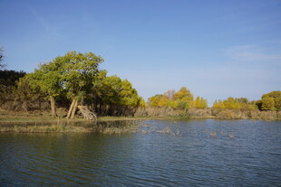 湖畔绿树成荫的宁静风光