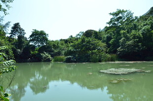 宁静的林间湖泊