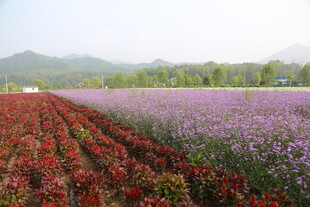 多彩花田 绽放田园之美