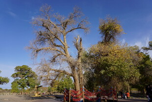 枯树立于葱郁林间