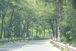 林间公路 静谧自然之景