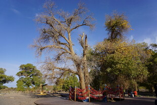 沙漠中枯树与绿树景观