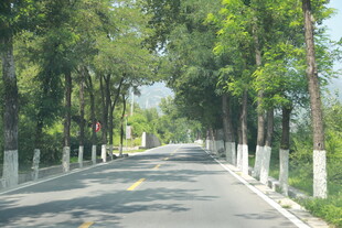 林荫大道 静谧清新之路