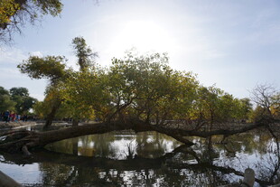 河畔垂柳倒映于平静水面