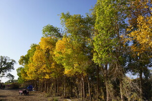 秋日白杨林 色彩斑斓美景