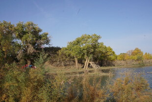 秋日湖畔树林美景