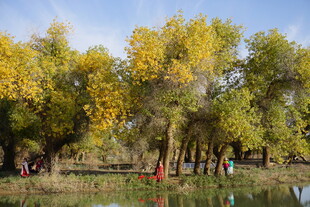 秋日湖畔金黄树林美景