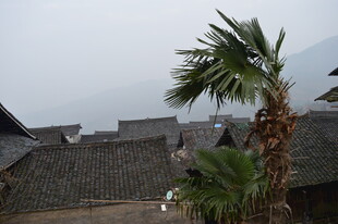 古村落旁的挺拔棕榈树