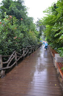 雨中漫步的湿润林荫小道