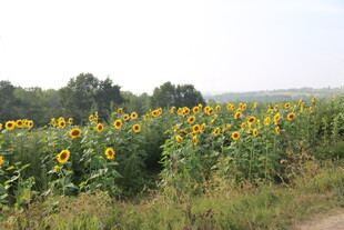 田野中的向日葵花海