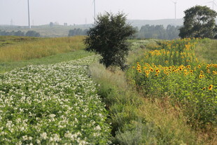 田野间多彩作物与孤树