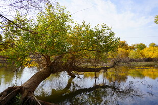 河畔歪树映碧水秋景