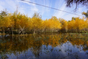 秋日湖畔金黄树林倒影